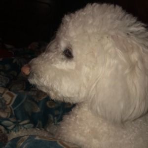 Meet your Posher, Carl